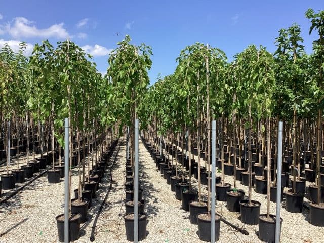 Morus alba 'Pendula' ad alto fusto