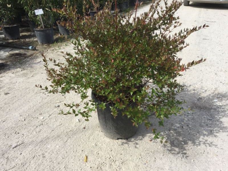 Abelia x grandiflora Bush