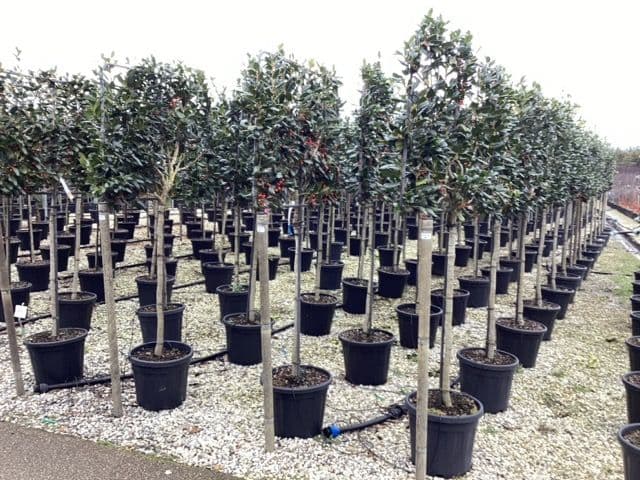 Ilex mutchagara 'Nellie Stevens' a spalliera su mezzo fusto