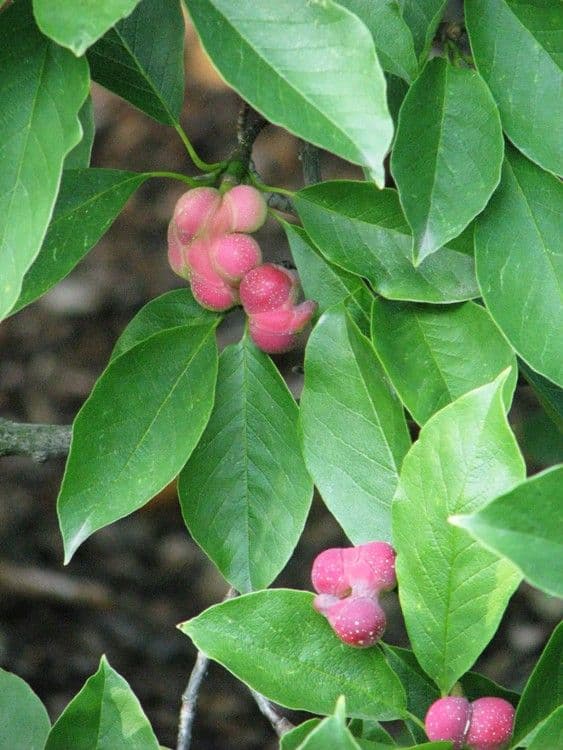 Magnolia kobus ad alto fusto