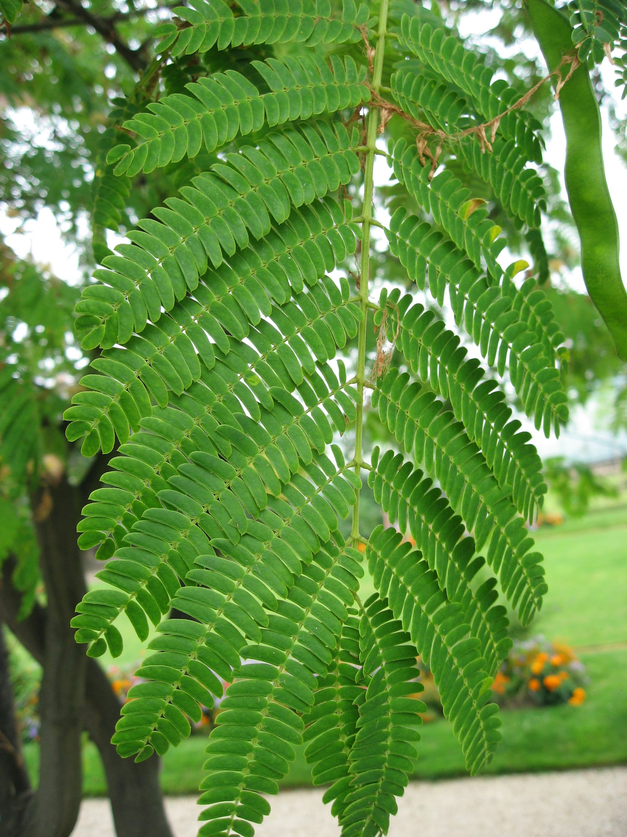 Albizia julibrissin Bush