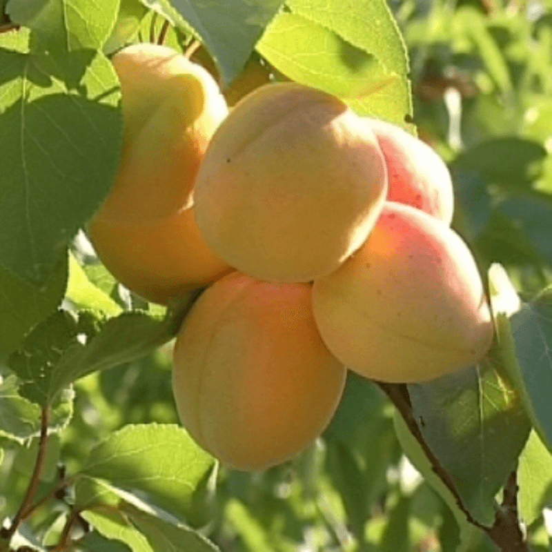 Prunus 'Cremonini' a mezzo fusto