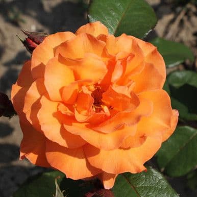 Rosa 'Darys Tisterman' a cespuglio