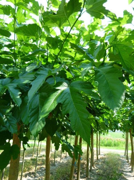 Morus platanifolia 'Fruitless' ad alto fusto