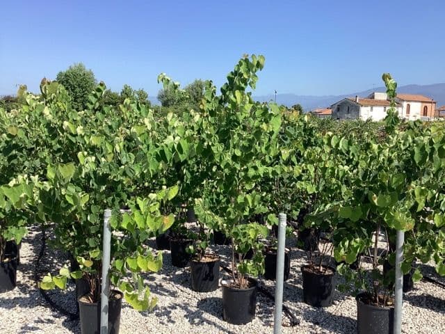 Cercis canadensis Bush