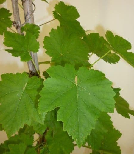 Vitis vinifera 'Suzi' Half Standard