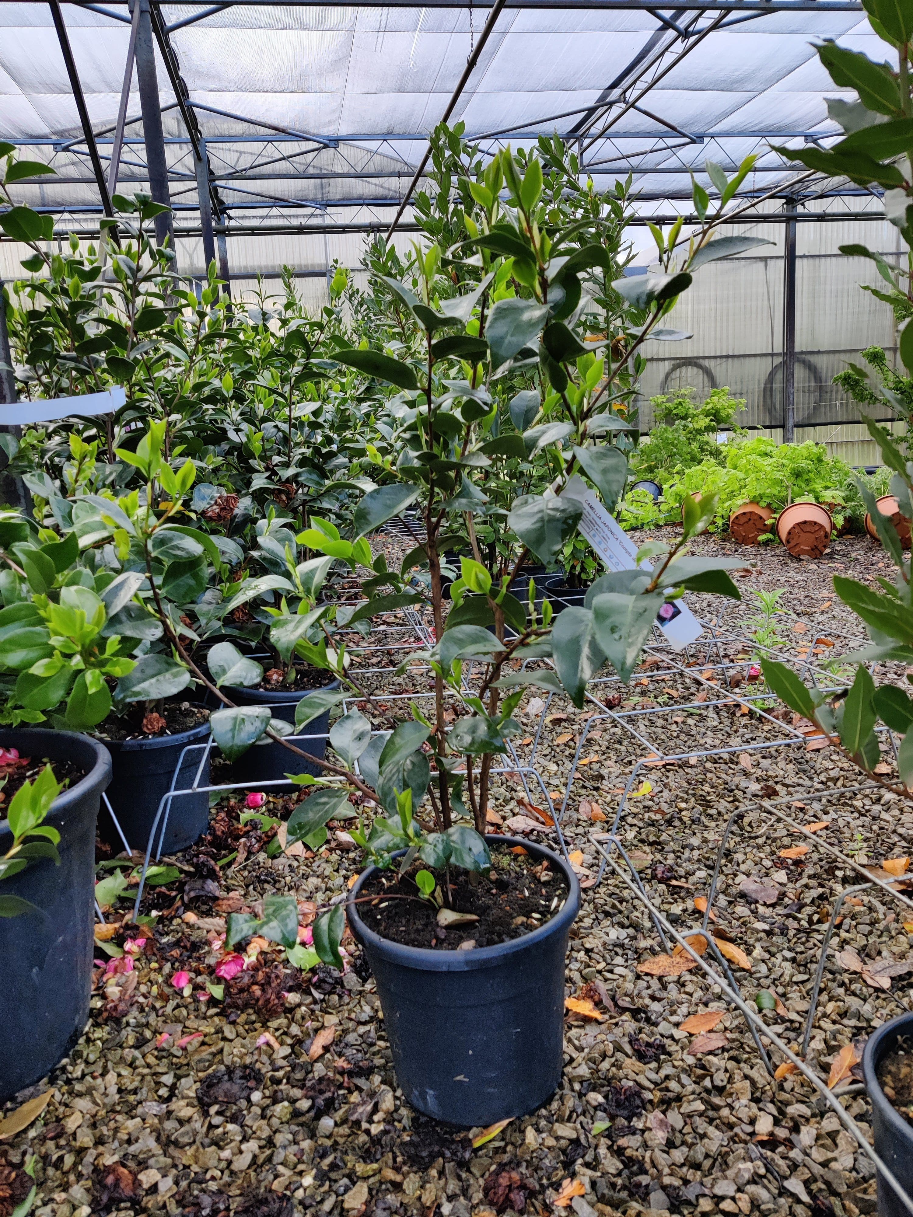 Camellia japonica 'Comte de Gomer' a cespuglio