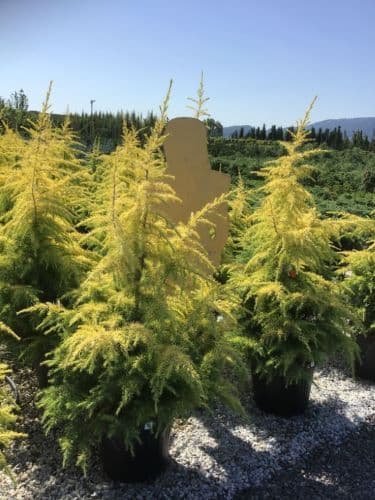 Cedrus deodara 'Golden Horizon' Bush
