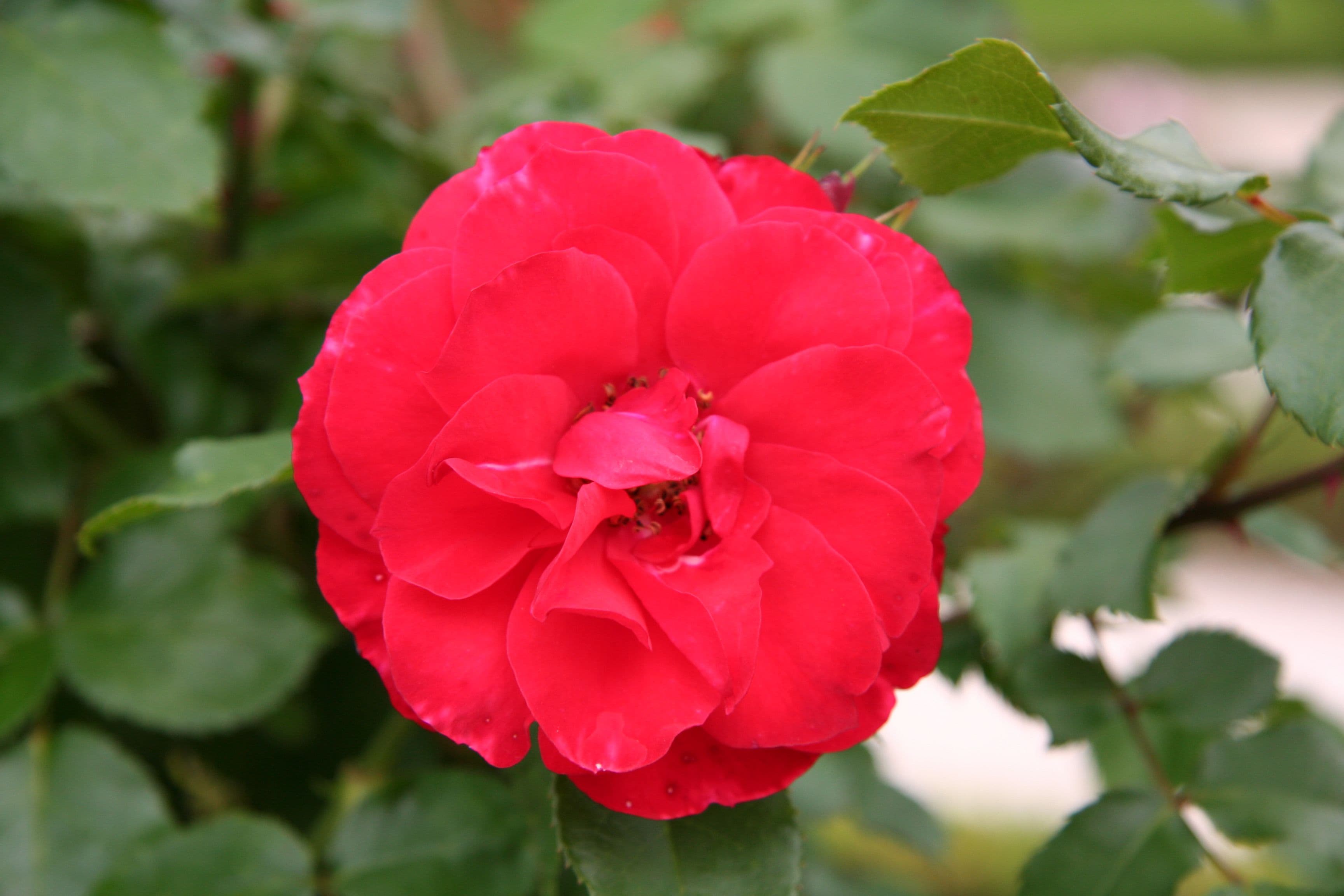 Rosa 'La Sevillana' a rampicante