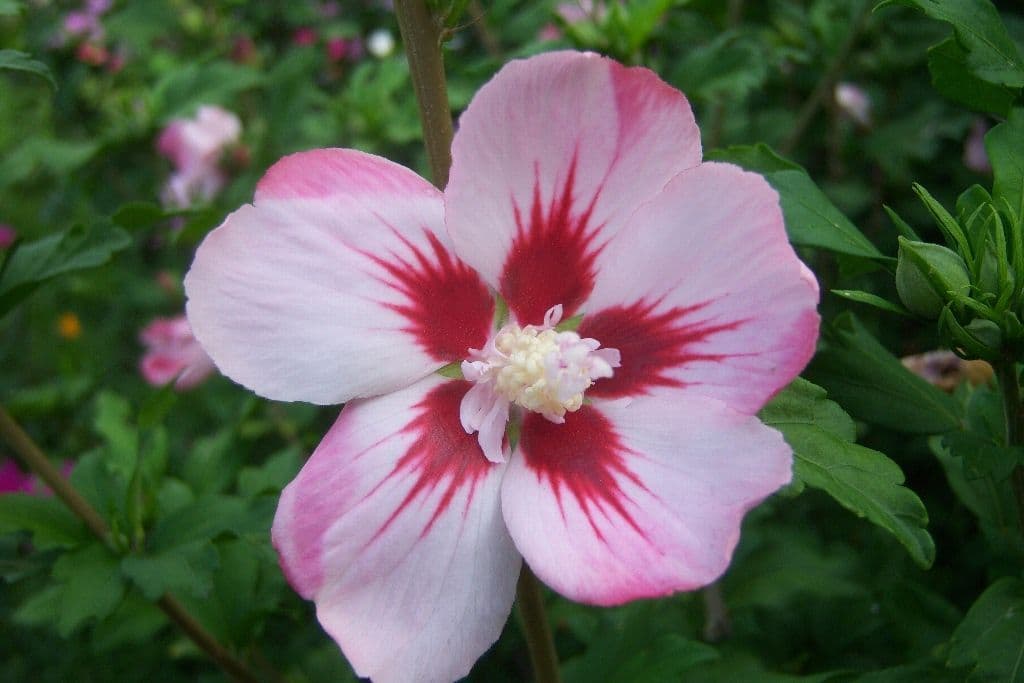 Hibiscus syriacus 'Hamabo' Bush