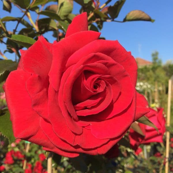 Rosa 'Red Flame' a rampicante