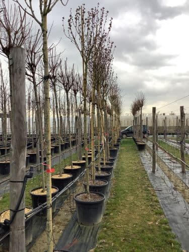 Hibiscus syriacus 'Woodbridge' ad alto fusto