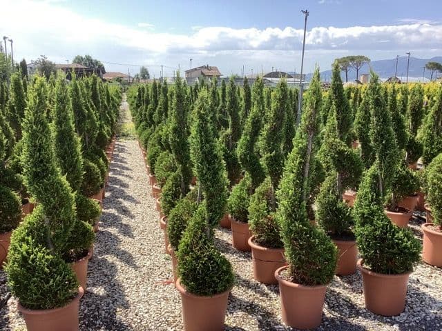 Cupressocyparis leylandii 'Castlewellan Gold' Spiral