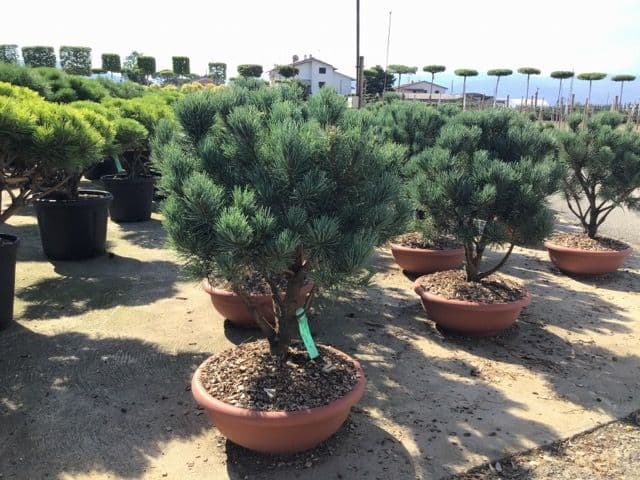 Pinus sylvestris 'Watereri' multitronco