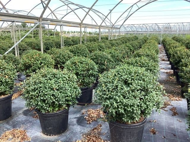 Osmanthus x burkwoodii Ball