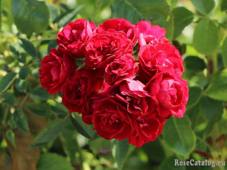Rosa 'Perennial Domino' a rampicante