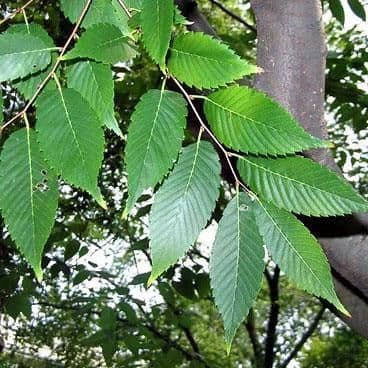 Zelkova serrata Standard