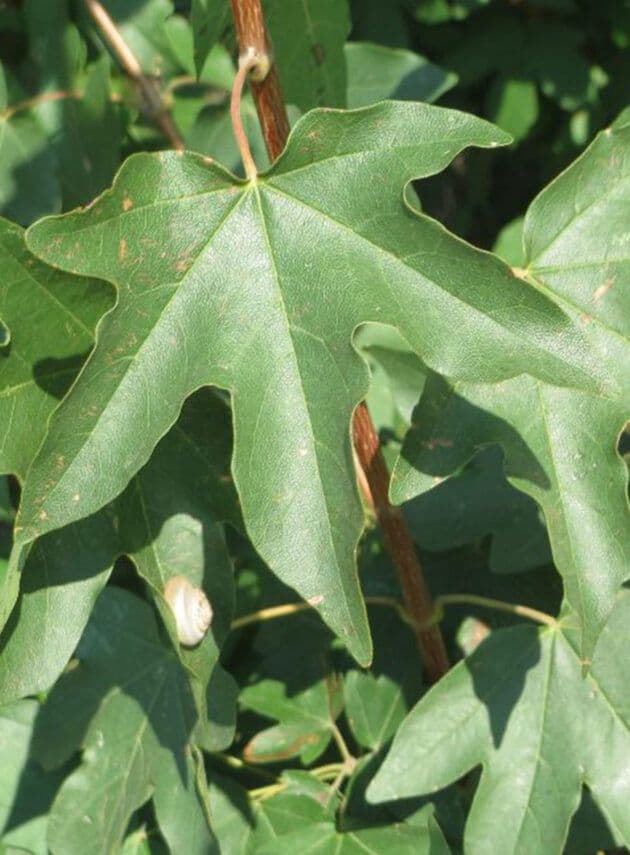 Acer campestre 'Queen Elizabeth' Standard