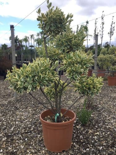 Euonymus japonicus 'Bravo' multitronco