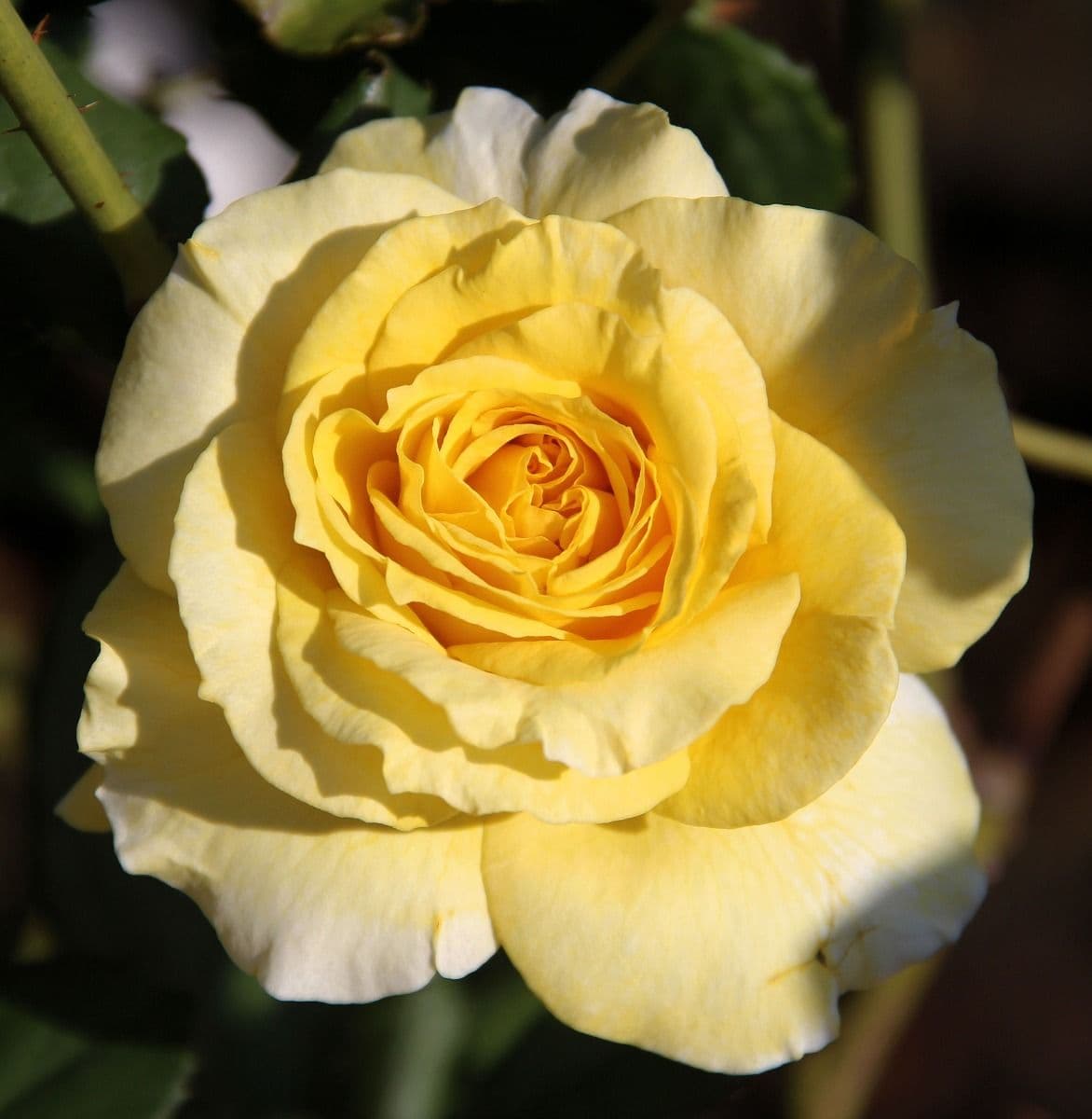 Rosa ' Goldstar' a cespuglio