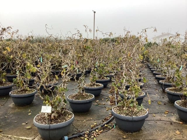 Corylus avellana 'Contorta' Multistemmed