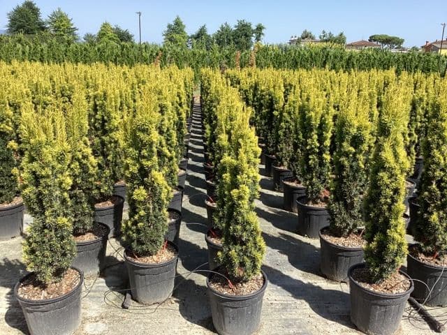 Taxus baccata 'Fastigiata Aurea' a cespuglio
