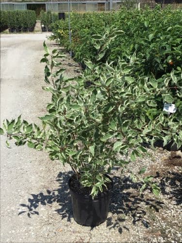 Cornus alba 'Argenteomarginata' Bush