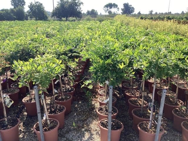 Wisteria brachybotrys 'Shiro Kapitan Fuji' Mini standard