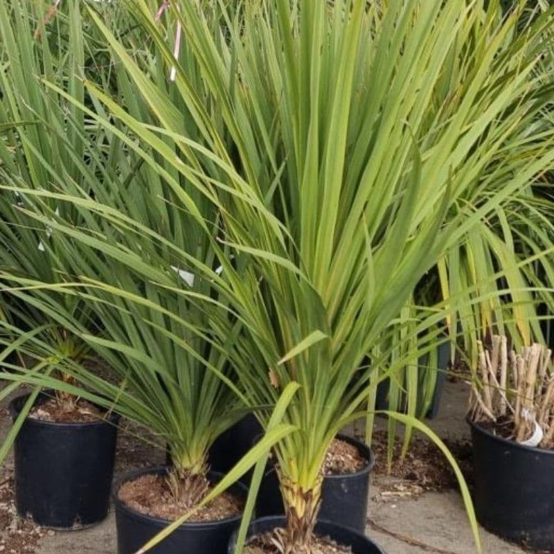 Cordyline australis Bush