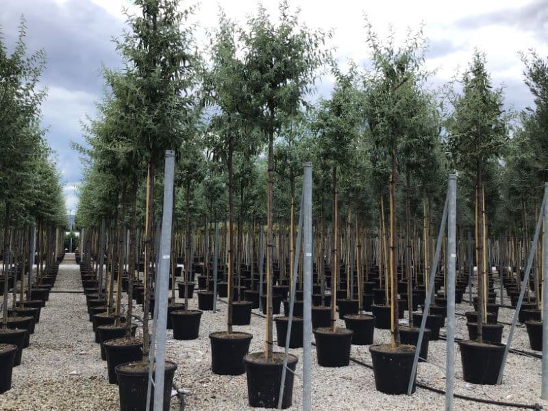 Elaeagnus angustifolia Standard