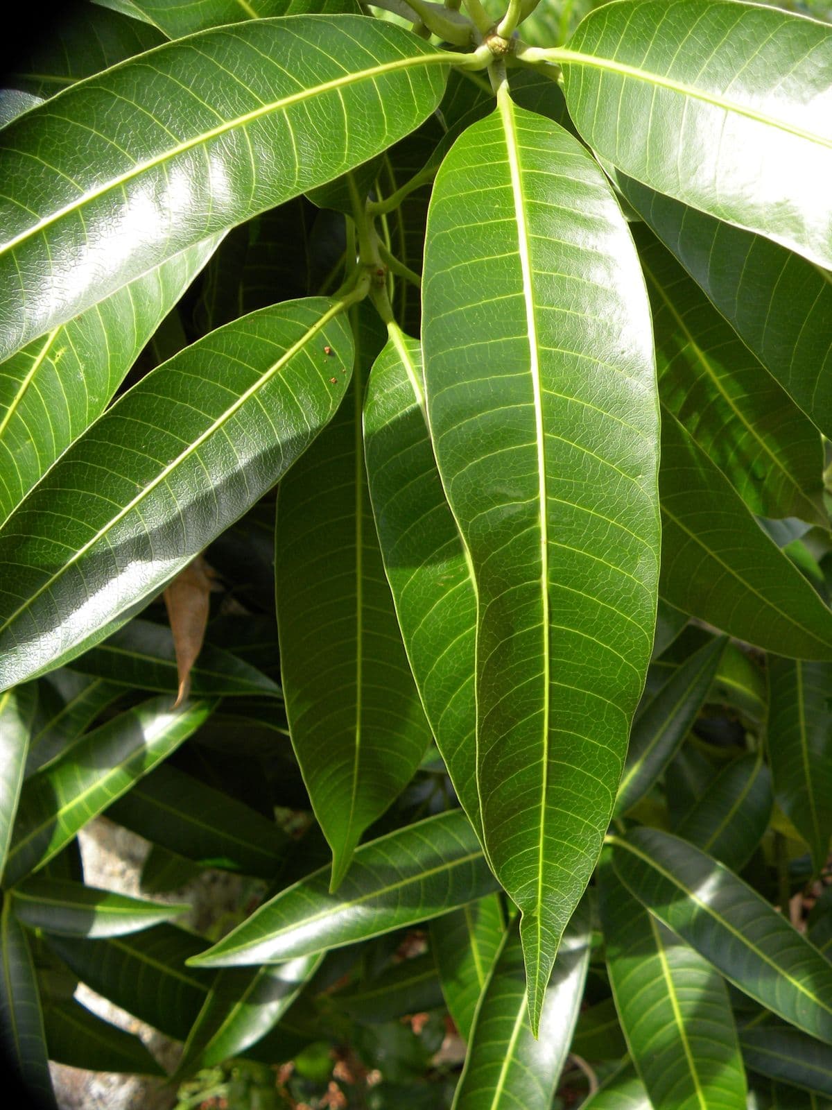 Mangifera indica Bush