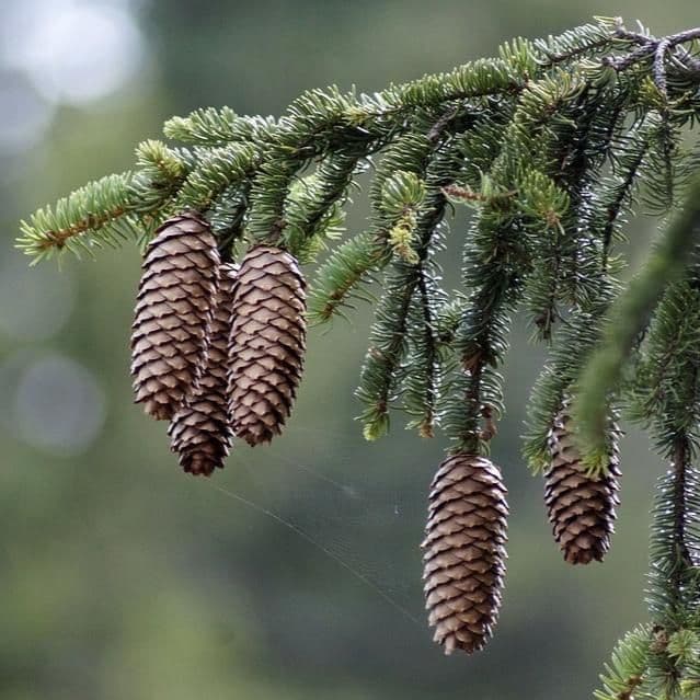 Picea abies Bush