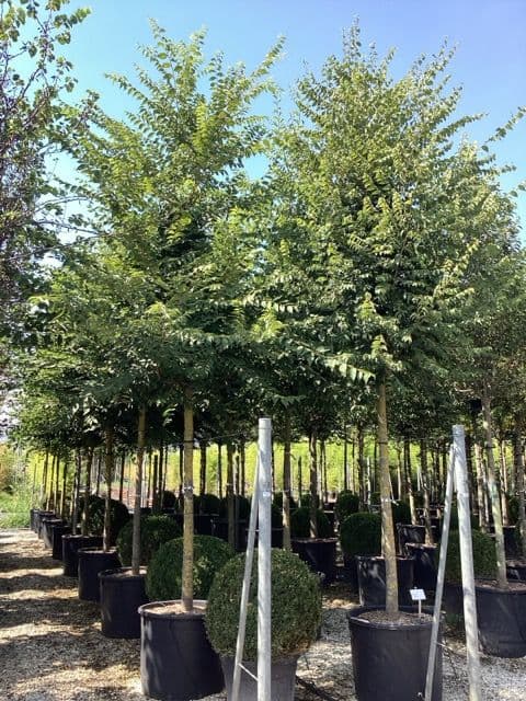 Zelkova serrata Standard