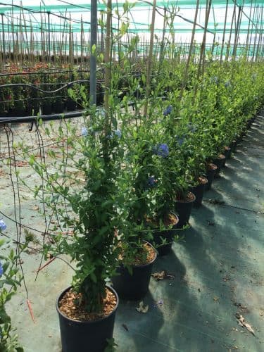 Plumbago auriculata rampicante