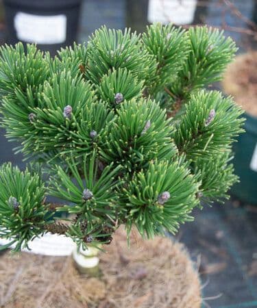 Pinus mugo 'Sherwood Compact' Half Standard