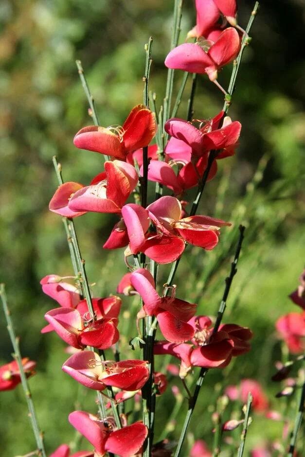 Cytisus 'Roter Favorit' a cespuglio