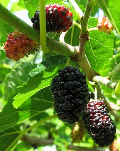 Morus alba 'Pendula' ad alto fusto