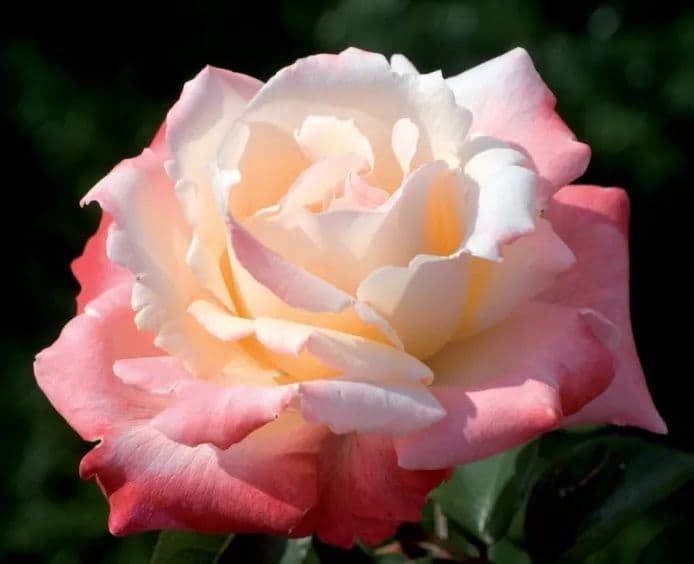 Rosa 'Laetitia Casta' a mezzo fusto