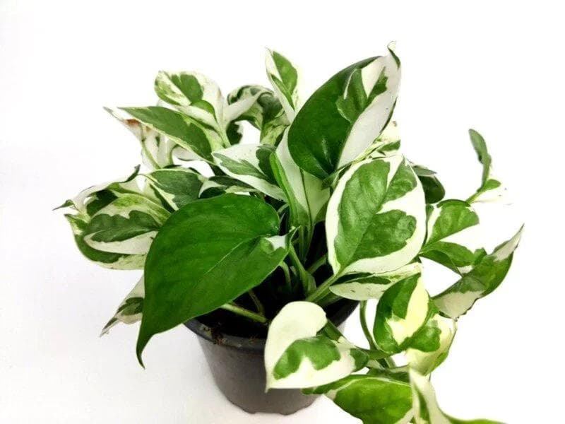 Pothos Scindapsus a cespuglio