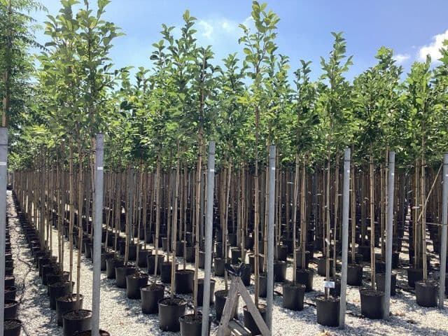 Magnolia kobus ad alto fusto