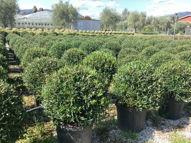 Phillyrea angustifolia a palla