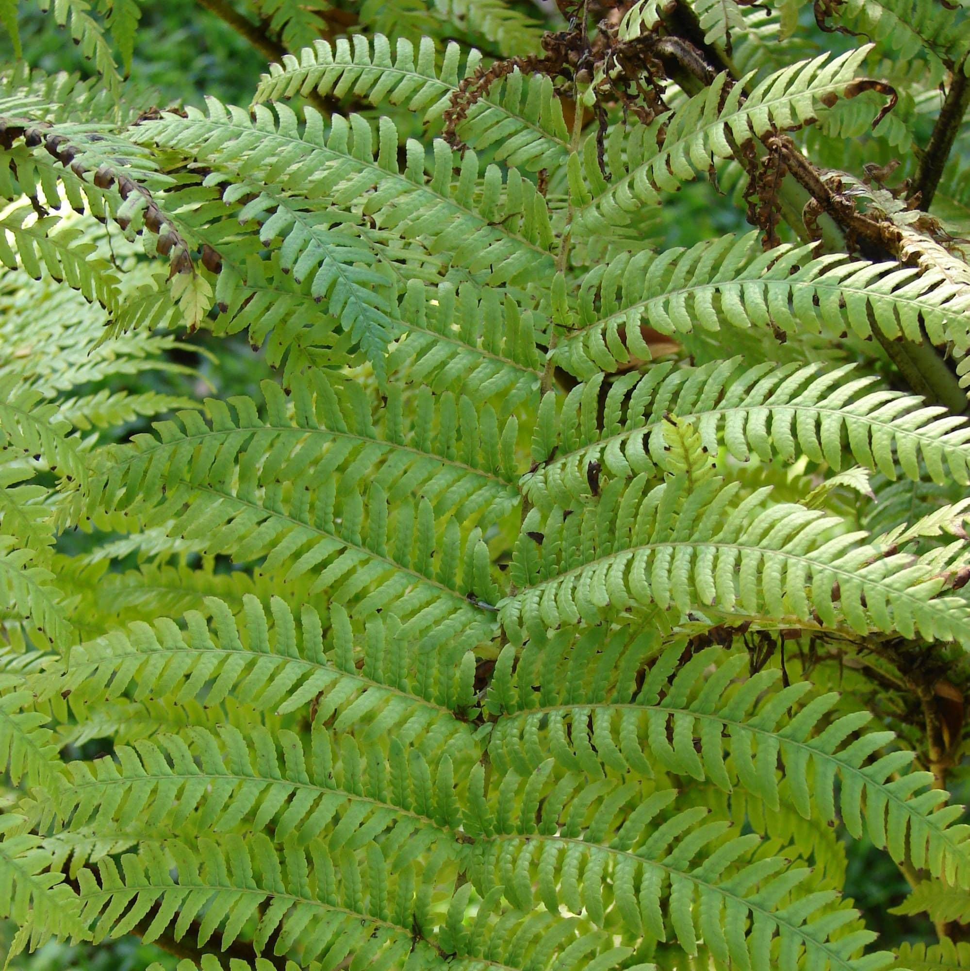 Cyathea australis Bush