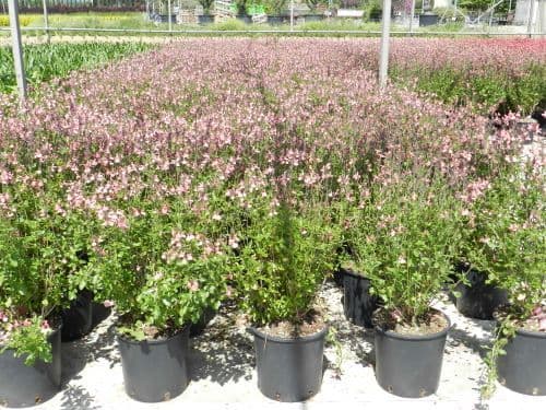 Salvia x jamensis 'Pluenn' Bush