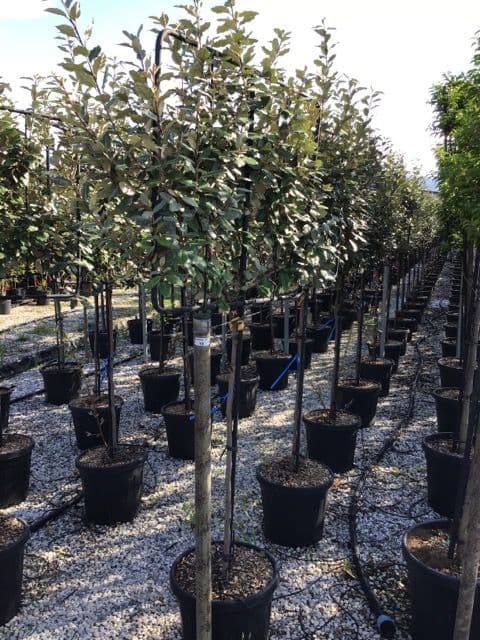 Elaeagnus x ebbingei Espalier on clear stem