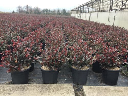 Photinia x fraseri 'Little Red Robin' Bush