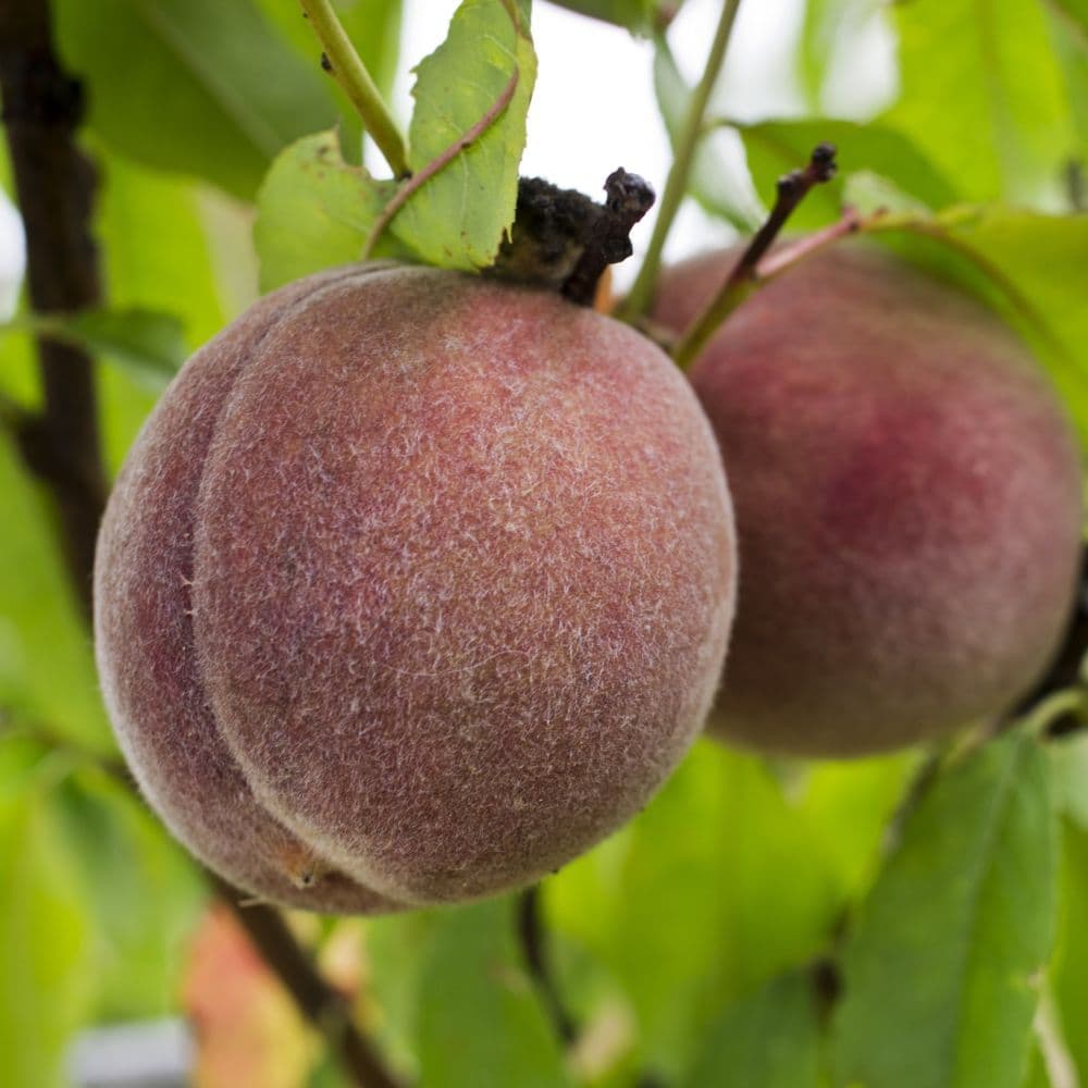 Prunus persica 'Sanguine Vineuse' Half Standard