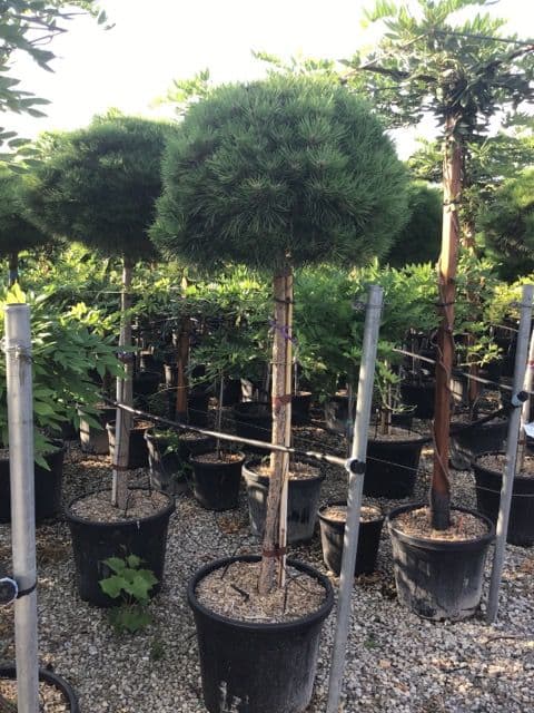 Pinus nigra 'Marie Bregeon' a mezzo fusto