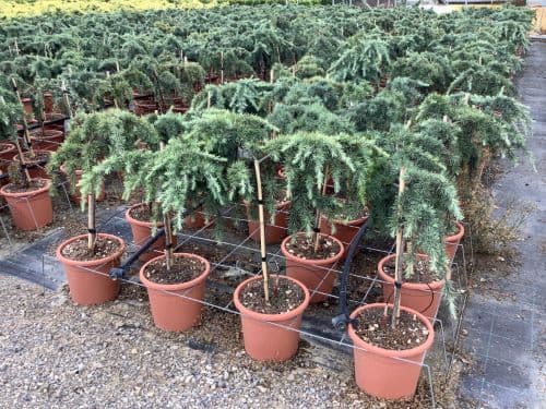 Cedrus deodara 'Feelin Blue' a mini alberetto