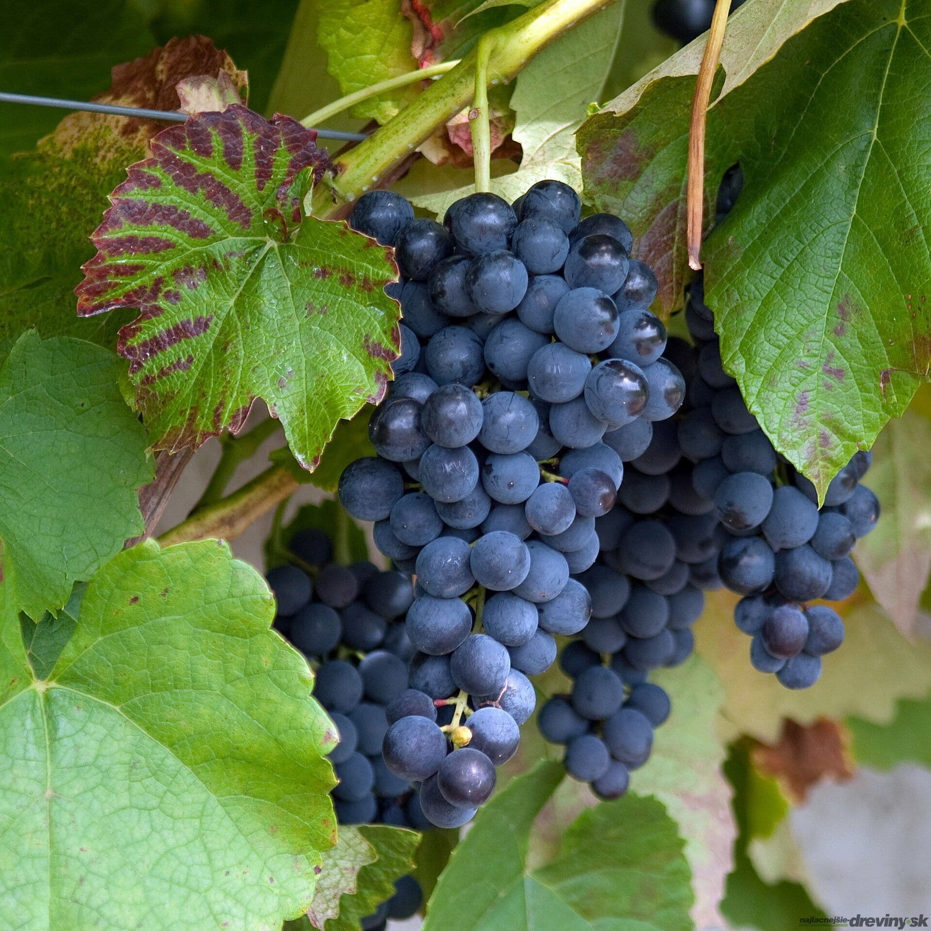 Vitis vinifera 'Heike' mezzo fusto