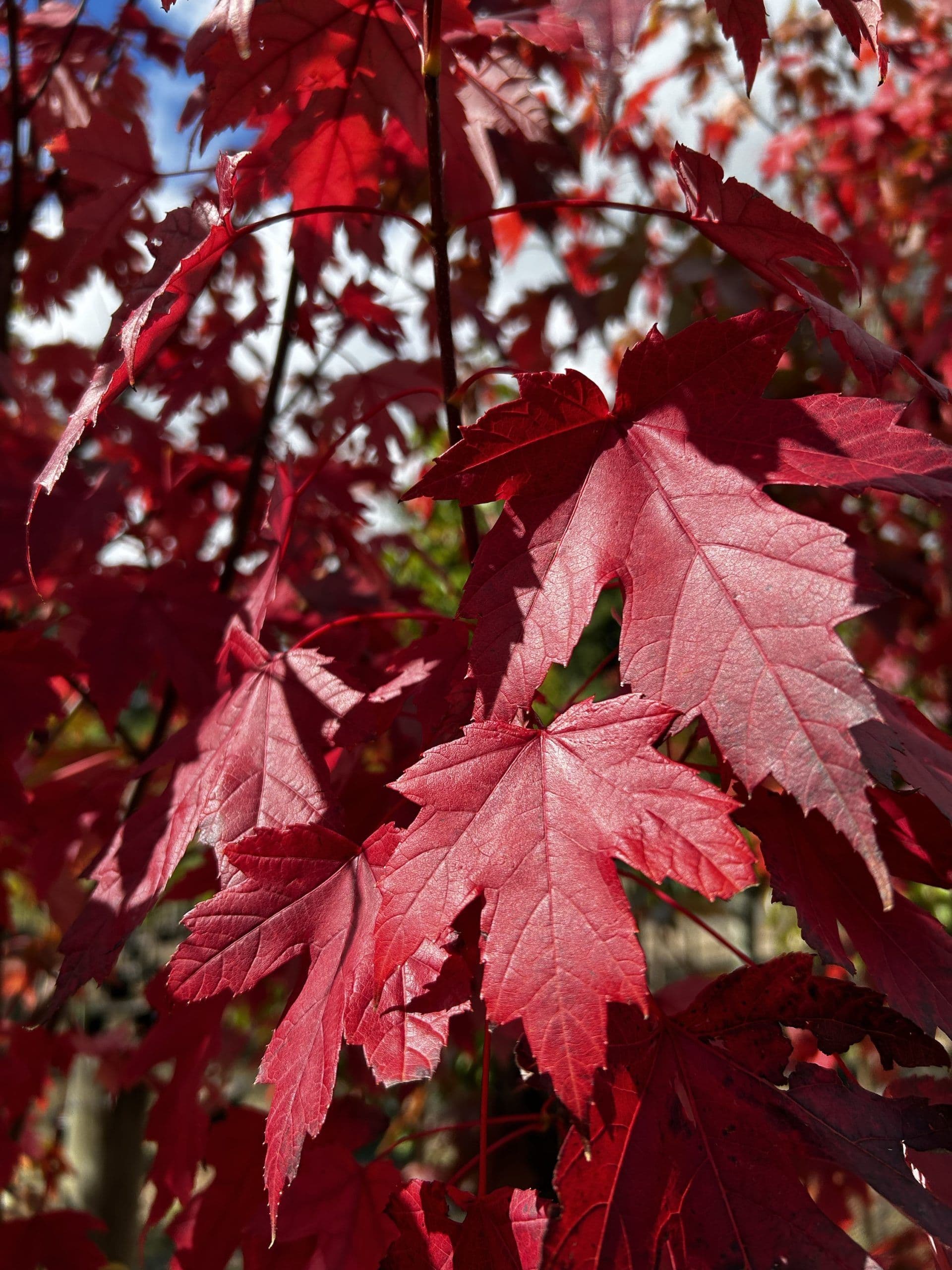 Acer x freemanii 'Autumn Blaze'® Bush